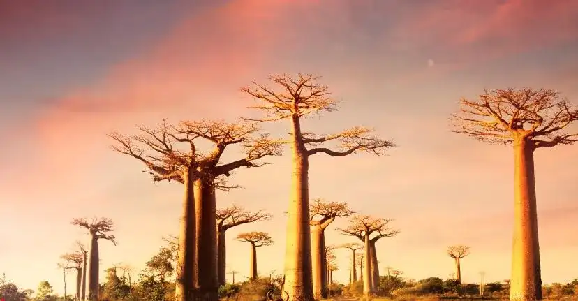 Madagascar: Island of Unique Wonders