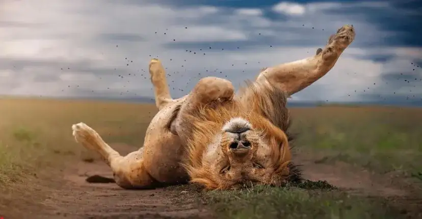 Kenya: Safari Capital of the World