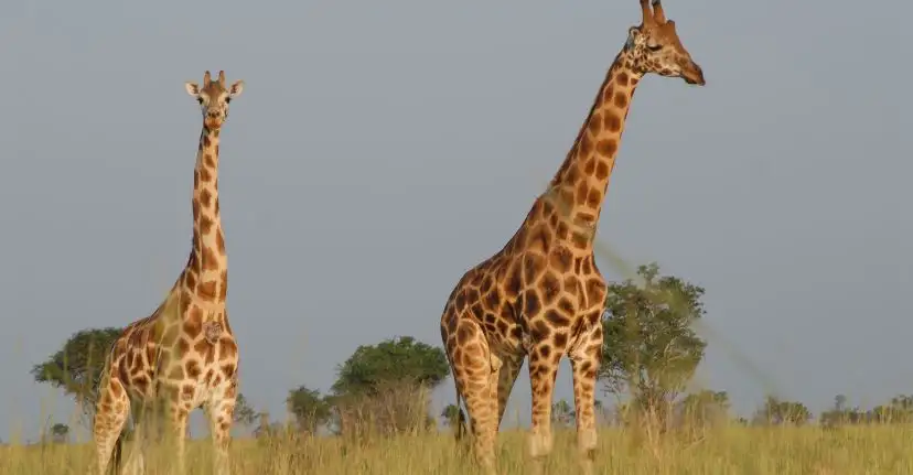 UGANDA: Pearl of Africa