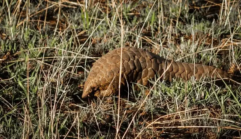 Kidepo Wilderness Escape — 4 Days 4