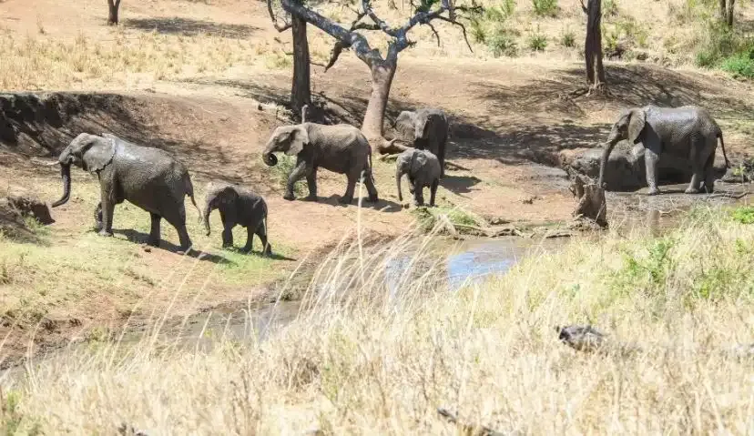 Kidepo Wilderness Escape — 4 Days 6