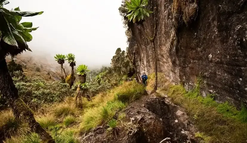 Mountain Rwenzori Trek — 5 Days 4