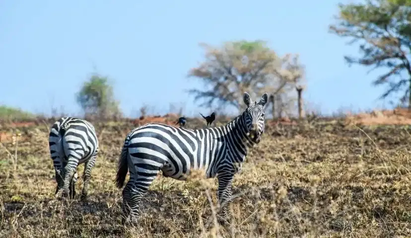 Kidepo Wilderness Escape — 4 Days 5