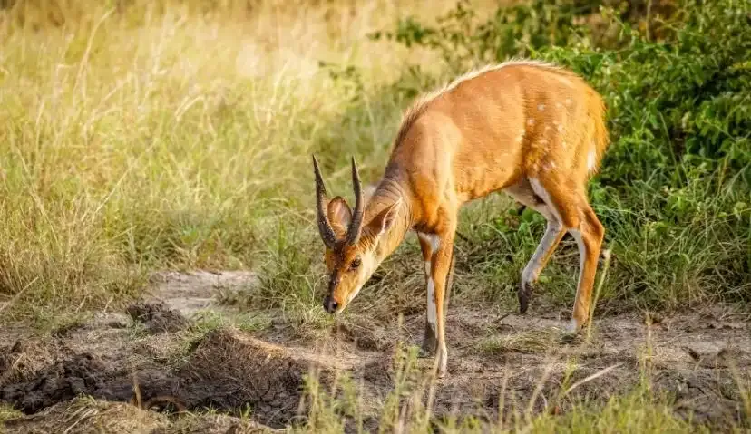 The Pearl Explorer — 3 Days in Queen Elizabeth National Park 7