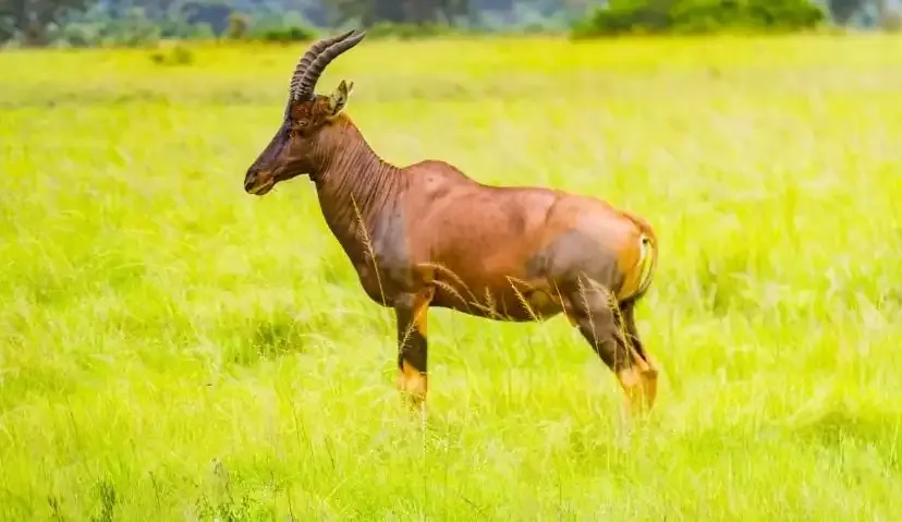 The Pearl Explorer — 3 Days in Queen Elizabeth National Park 6