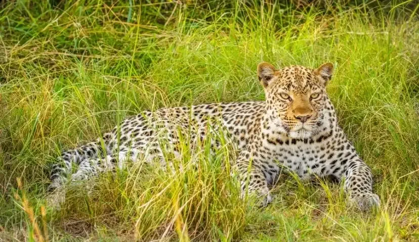 The Pearl Explorer — 3 Days in Queen Elizabeth National Park