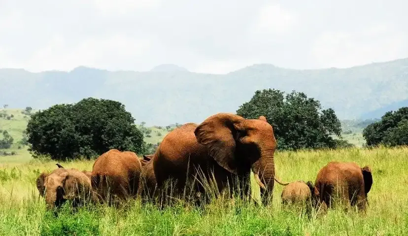 Kidepo Wilderness Escape — 4 Days